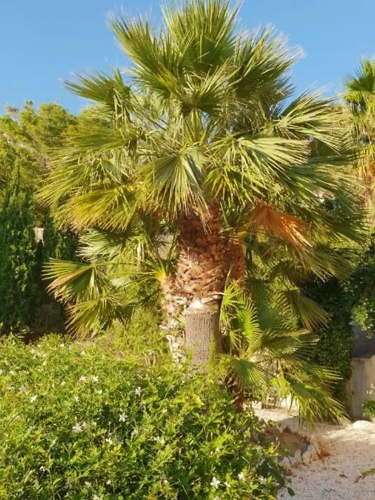 Banyan Cotobro Villa Almuñécar Spanien